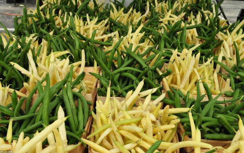 Hệ vi sinh đường ruột và sức khỏe tâm thần