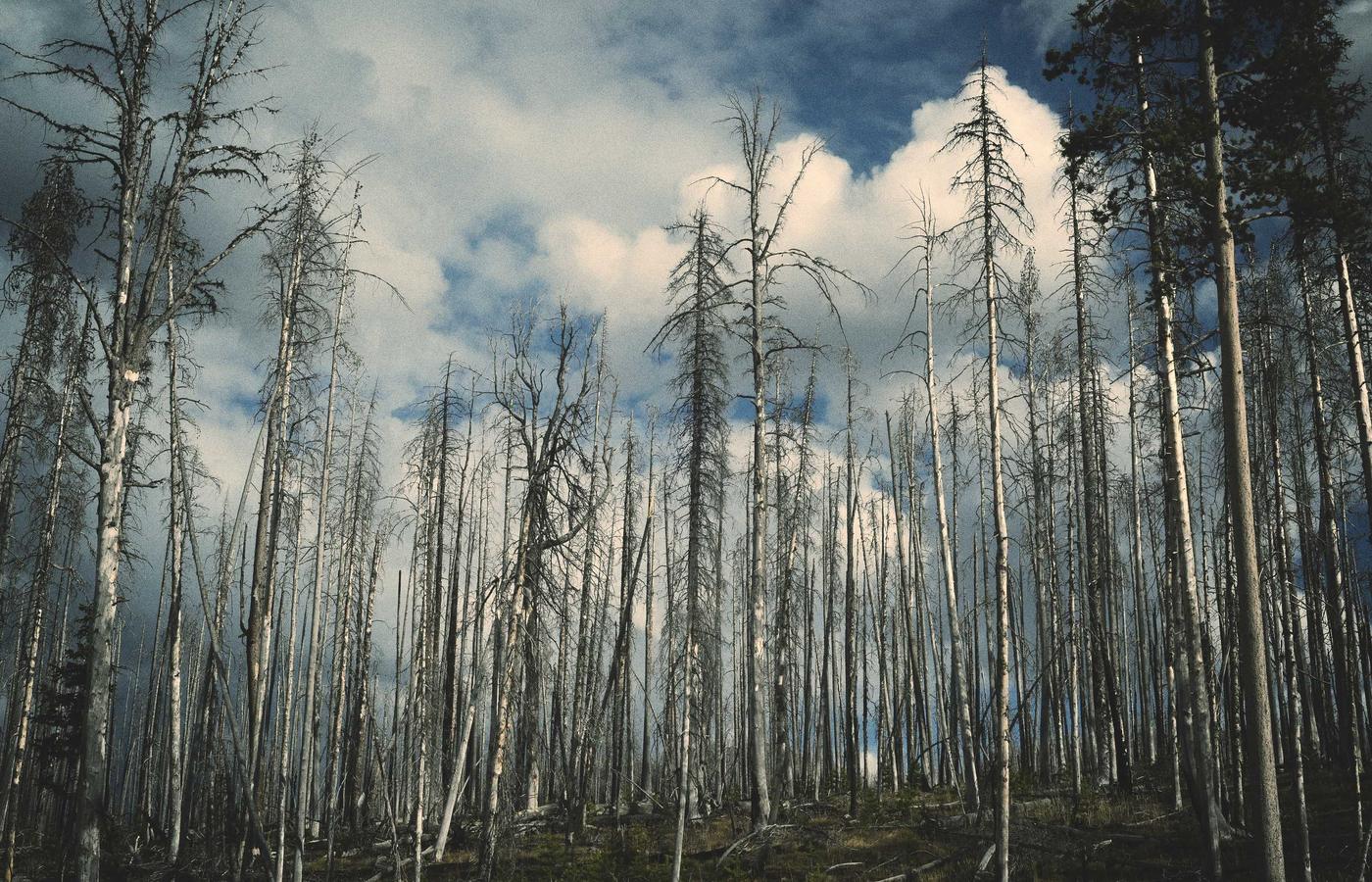 Seasonal Colors Drapping Process