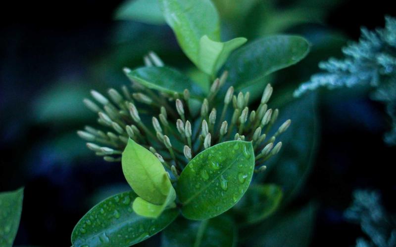 Trang trí tiệc với banner và bóng bay