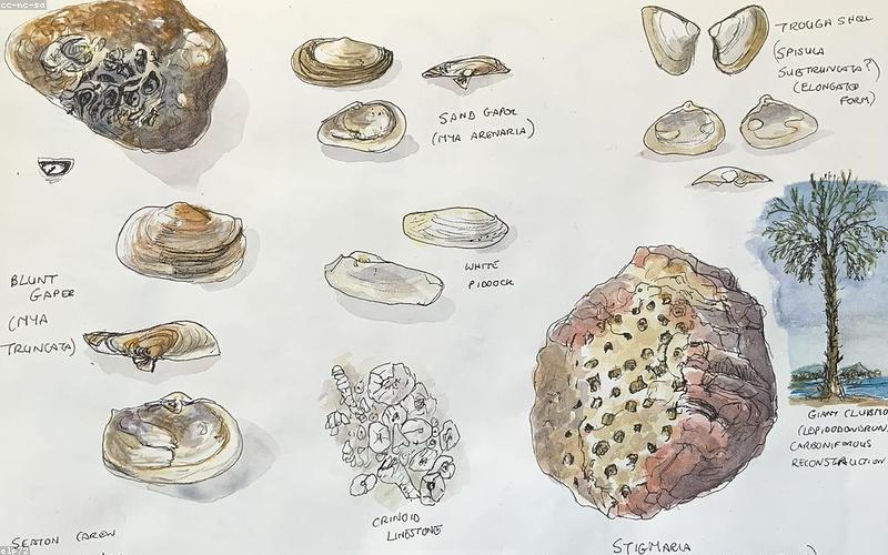 Phác thảo nhân vật gấu bông