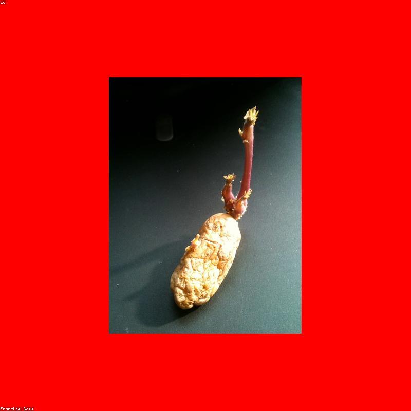 BrandBoost AI Technology