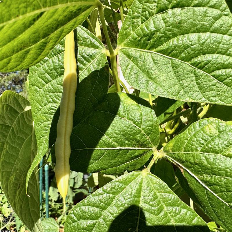 Cà Phê Hạt Arabica Cầu Đất Thượng Hạng