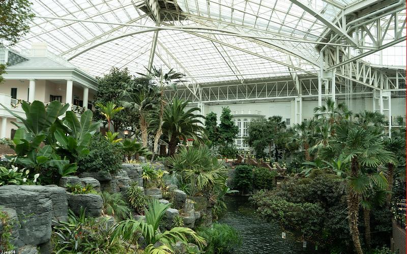 Chăm sóc và vệ sinh lá cây cảnh