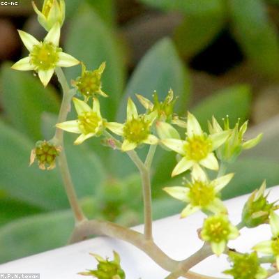 Sen Đá Thạch Ngọc