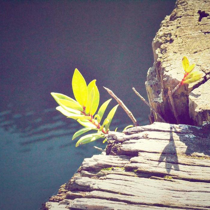 Schott NYC 613 Vintage