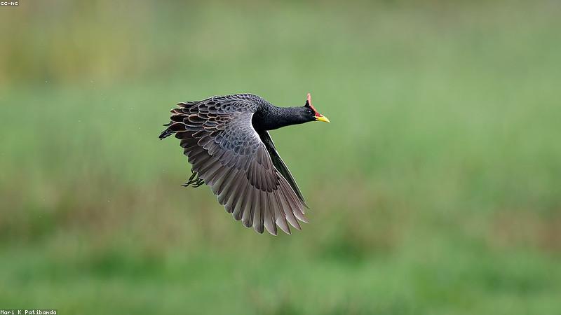 Môi trường và phát triển bền vững