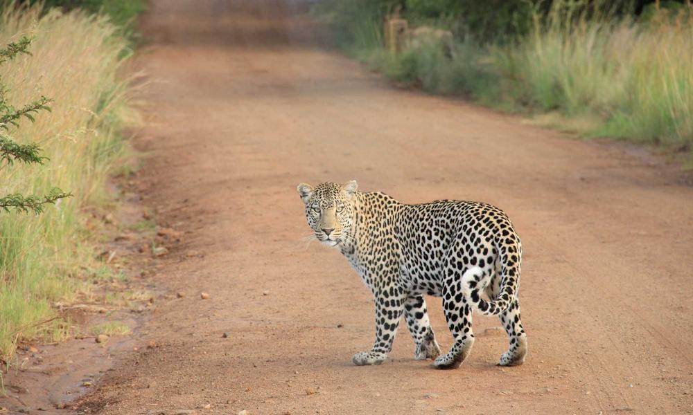 Thảm len handmade 2026 Instructor Thư Tufting