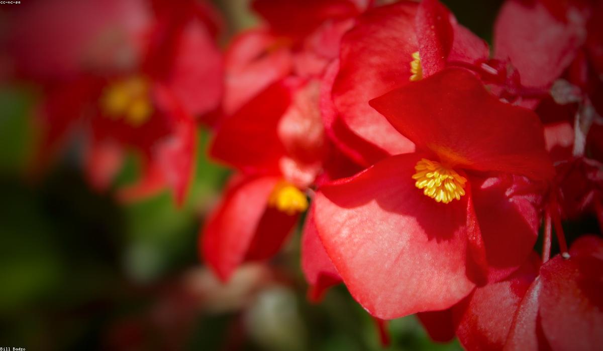 Chi tiết hoa tươi tinh tế