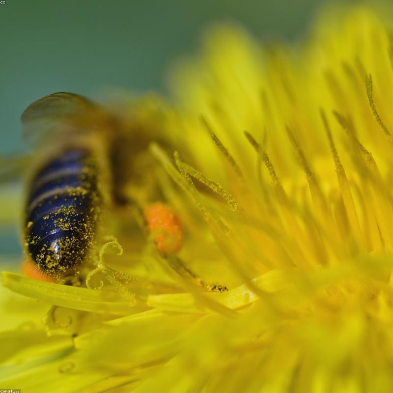 Mật Ong Đắng Rừng Già