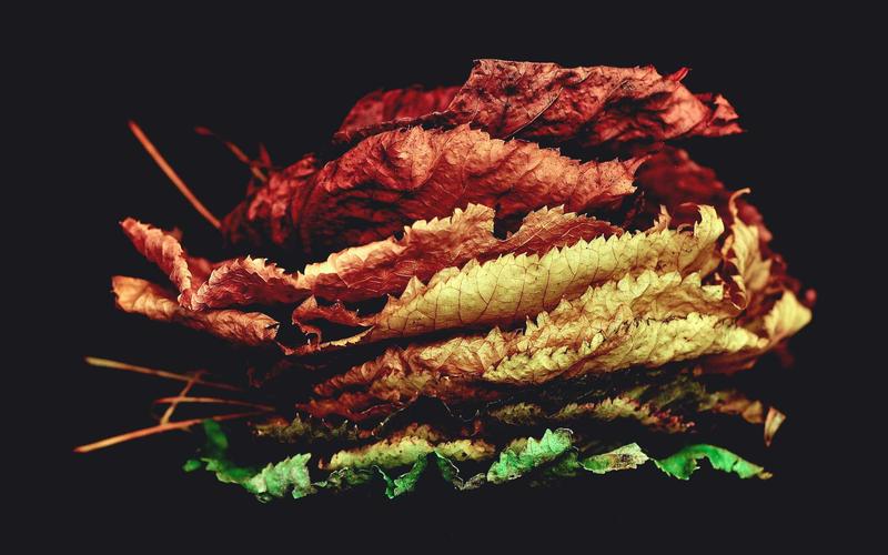 Trần Mĩ Duyên setup Food Cinematic 2026