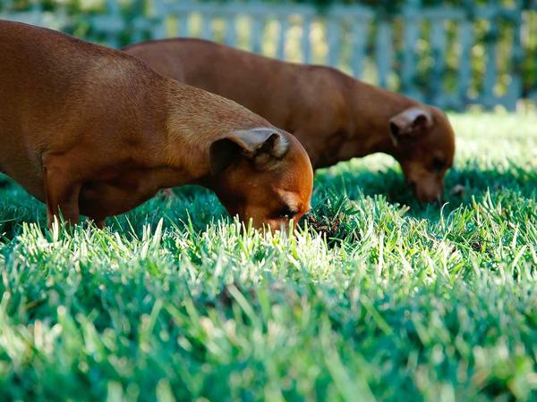 Thực đơn dinh dưỡng cho bé