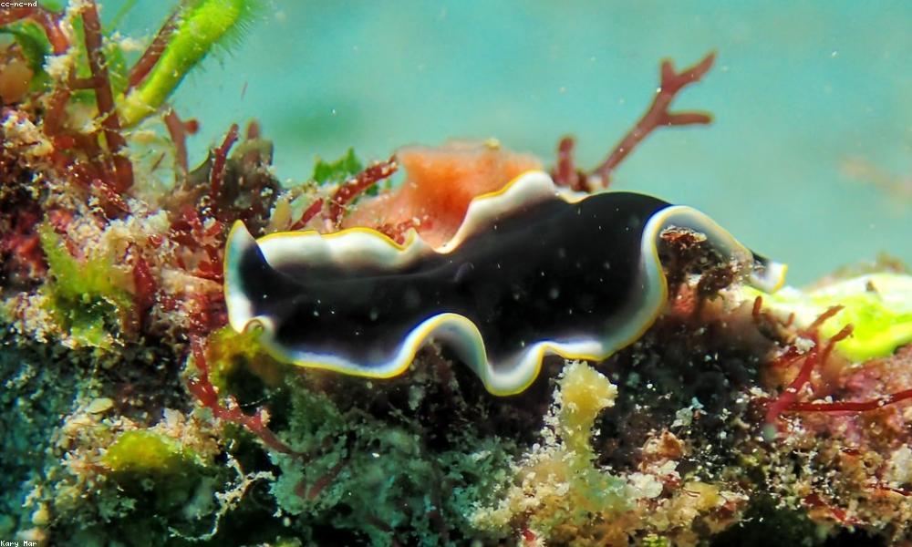 Thế giới san hô rực rỡ