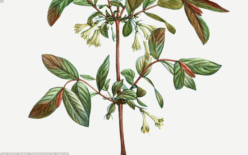 Đặc điểm mật ong rừng tự nhiên