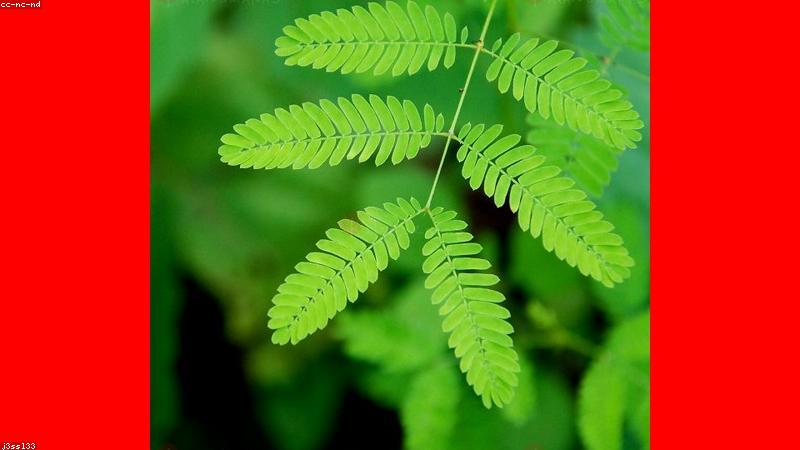 Phân tích phương pháp trị mất ngủ Đông y và Tây y