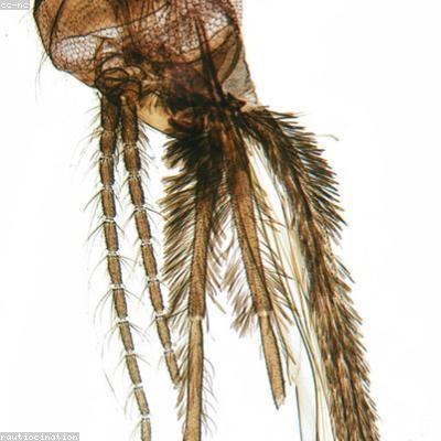 Audio-Technica LP120X