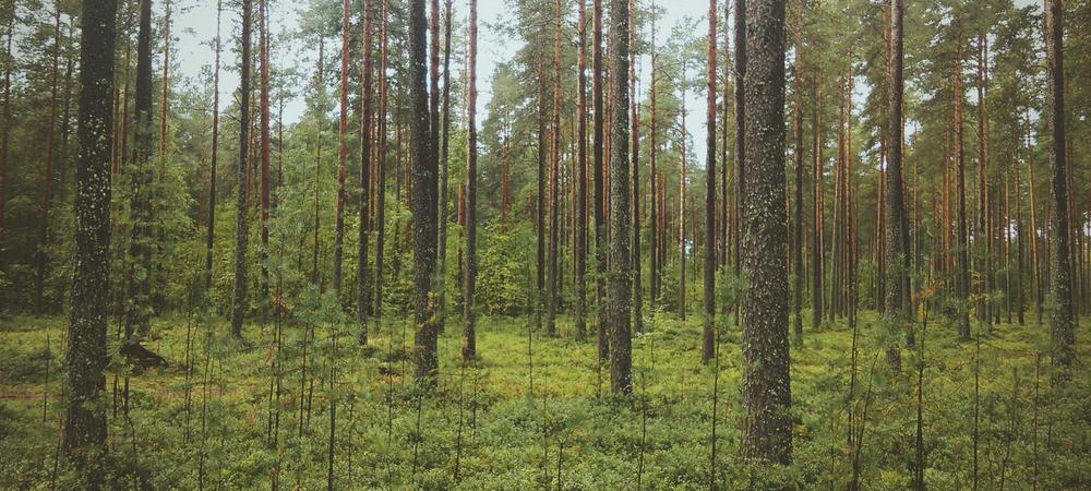 Showroom Vintage Vault sang trọng