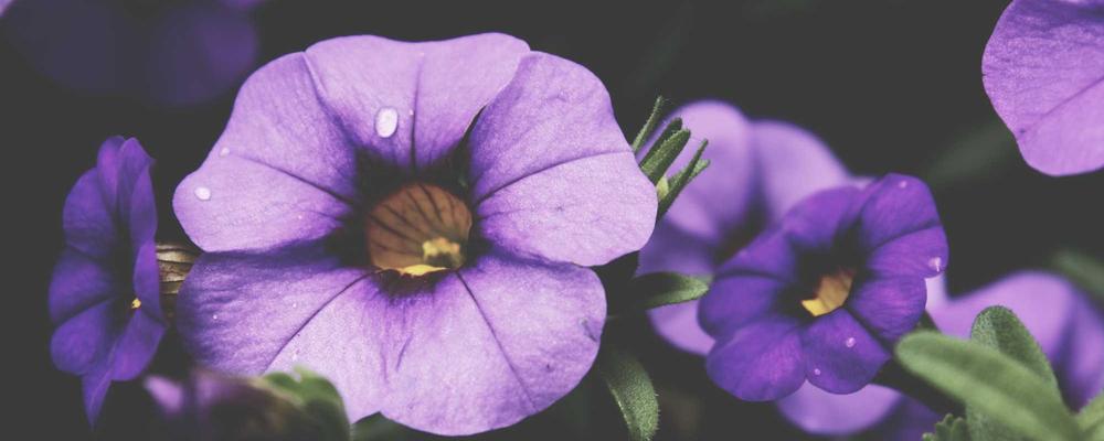 Personalized Moss Art