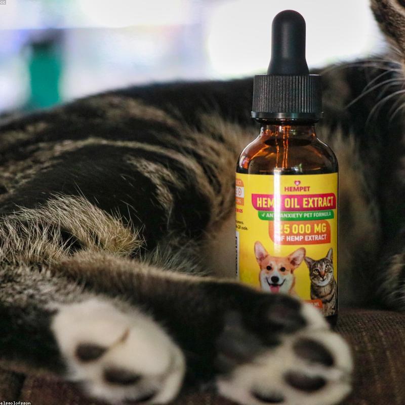 Cao Hồng Sâm 6 Năm Tuổi Thượng Hạng