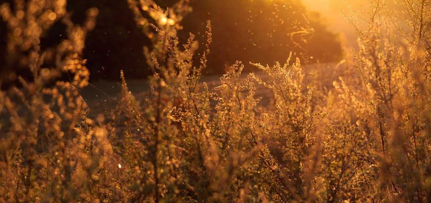 Dây chuyền sản xuất pin thể rắn Sulfide 2026