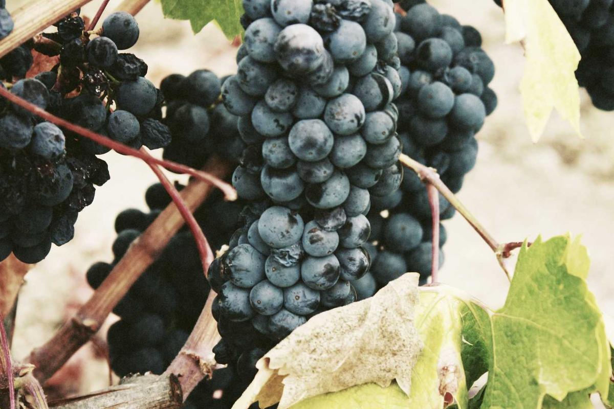 Phòng thí nghiệm nước hoa tương lai 2026