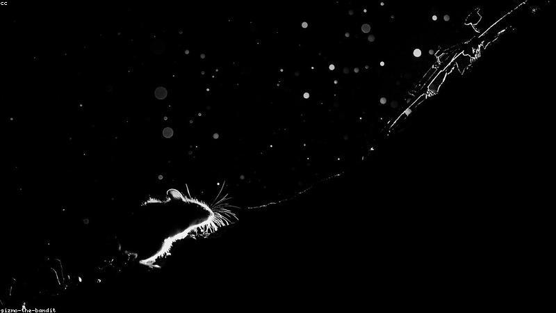 Mèo và người già