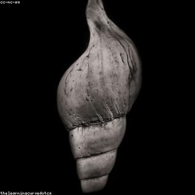 Bách Khoa Đại Dương