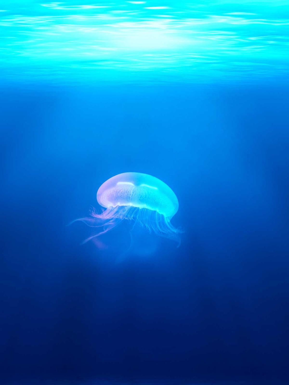 Lô cuốn tóc mái tự dính