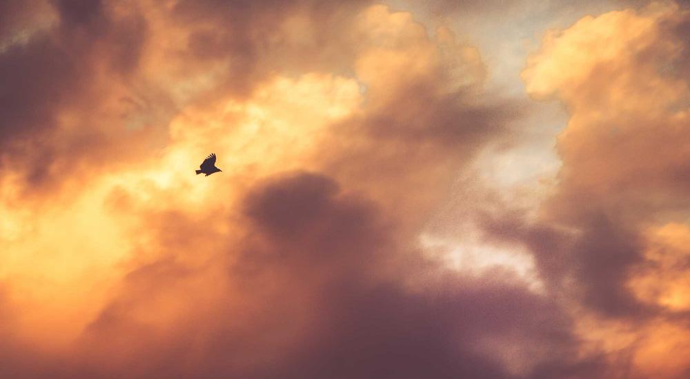 Asian-European Fusion Cooking 2026