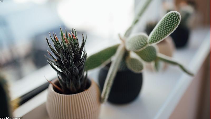 Không gian sống xanh với PlantersParadise