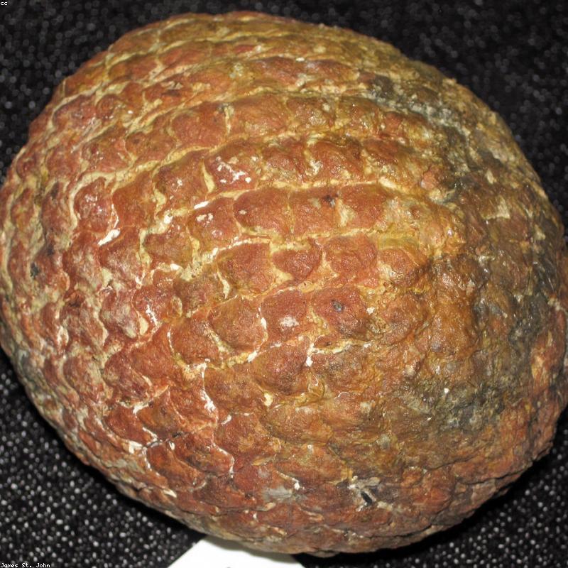 Đầu bàn chải thay thế Oral-B Precision Clean