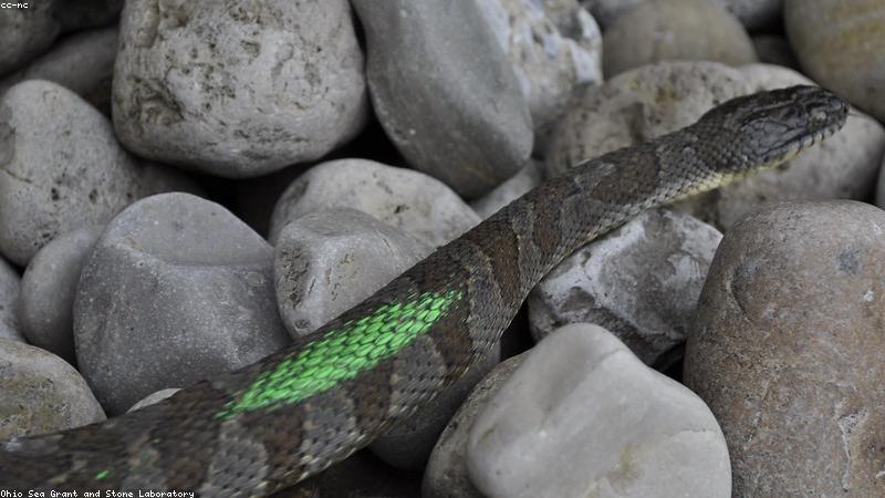 User Research Session