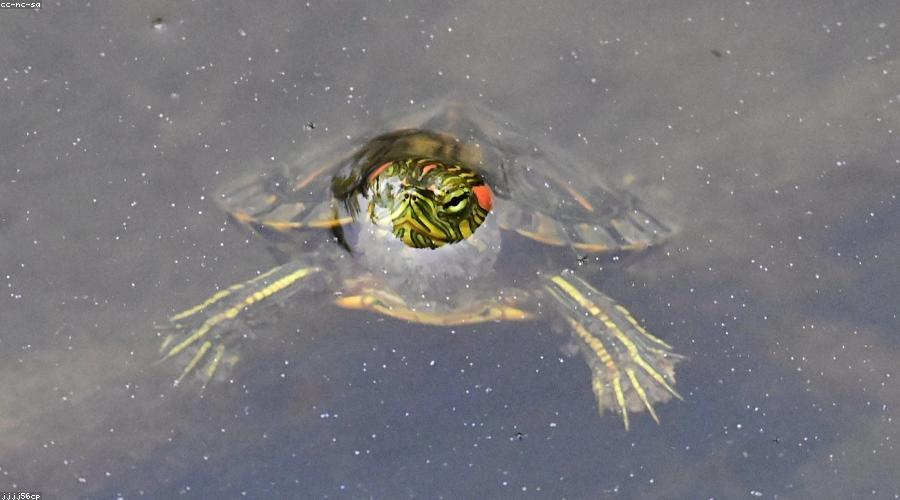 Bể Onsen ngoài trời