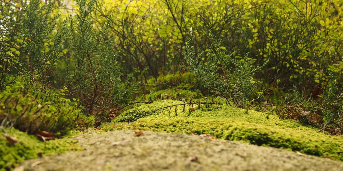 Thời lượng pin và tản nhiệt trên MacBook