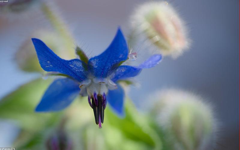 Bố cục và ánh sáng trong nhiếp ảnh hoa cỏ