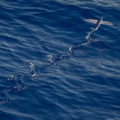 Golden Retriever hiền lành