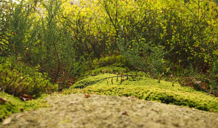 Jelly-Glazed Makeup 2026 trend