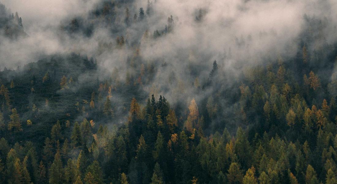 Nuôi râu công nghệ nano 2026