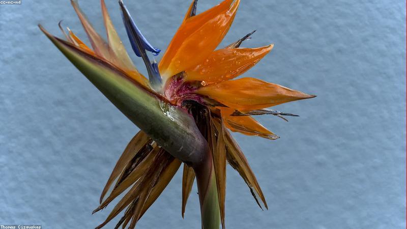 Vườn thảo mộc Green Valley Farm