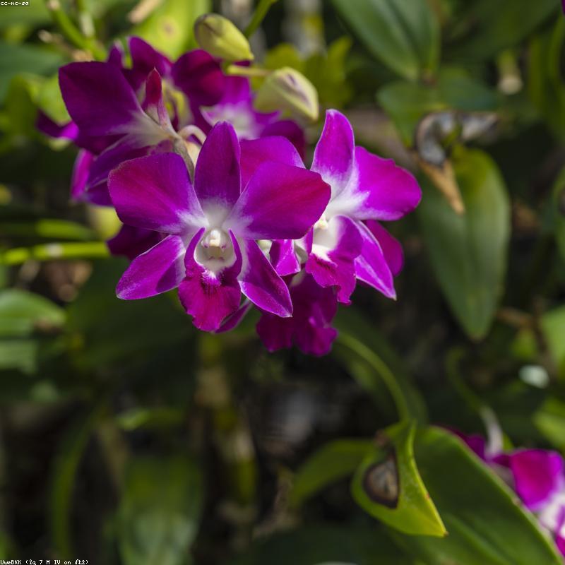 Trà Shan Tuyết Cổ Thụ Tà Xùa - Loại Đặc Biệt