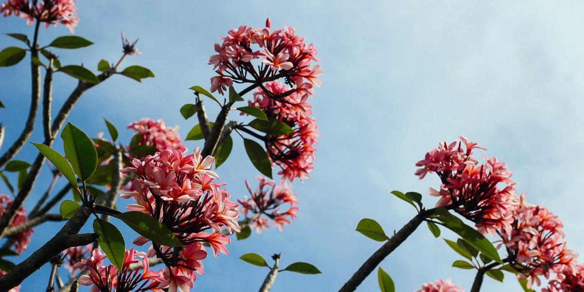 Thảm nấm rừng trong nắng tháng 4/2026