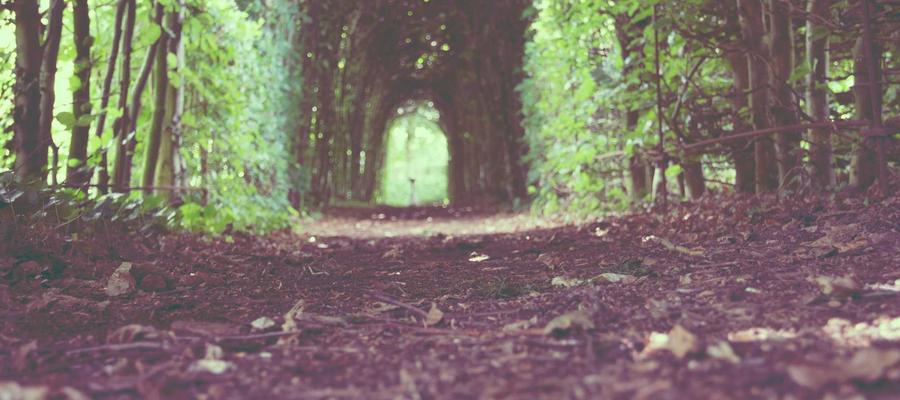 Kết thúc lễ hội dâu tây