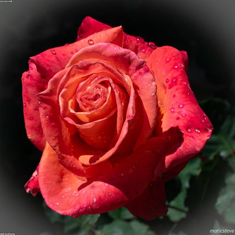 Midnight Secret - Hộp Hoa Nhung Cao Cấp