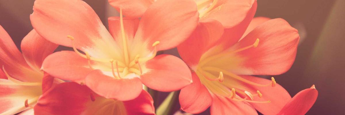 Campervan Interior 2026