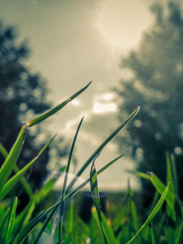 Ví da xương rồng