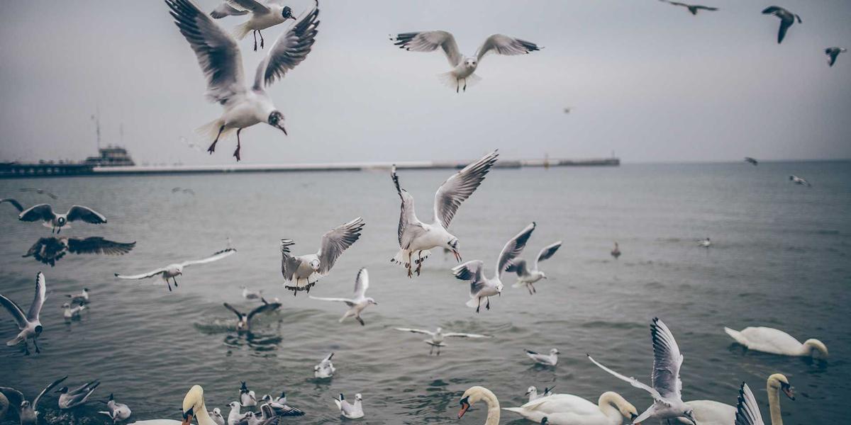 Cấu trúc Nano-phytosome 2026