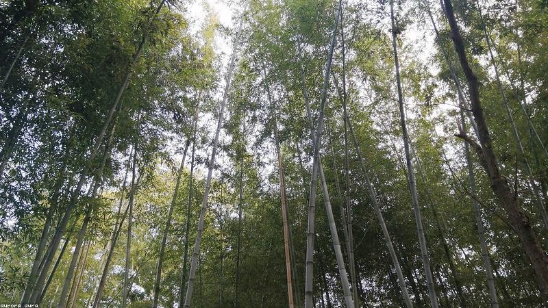 Rừng tre tự nhiên bền vững