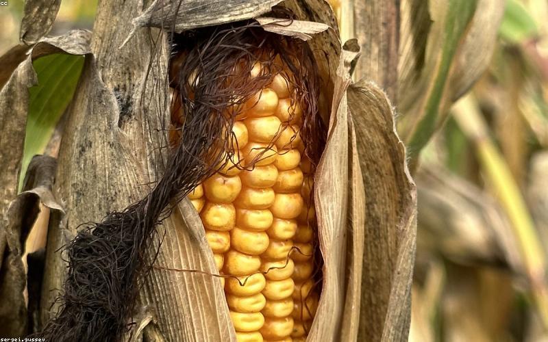 Thu hoạch rau củ