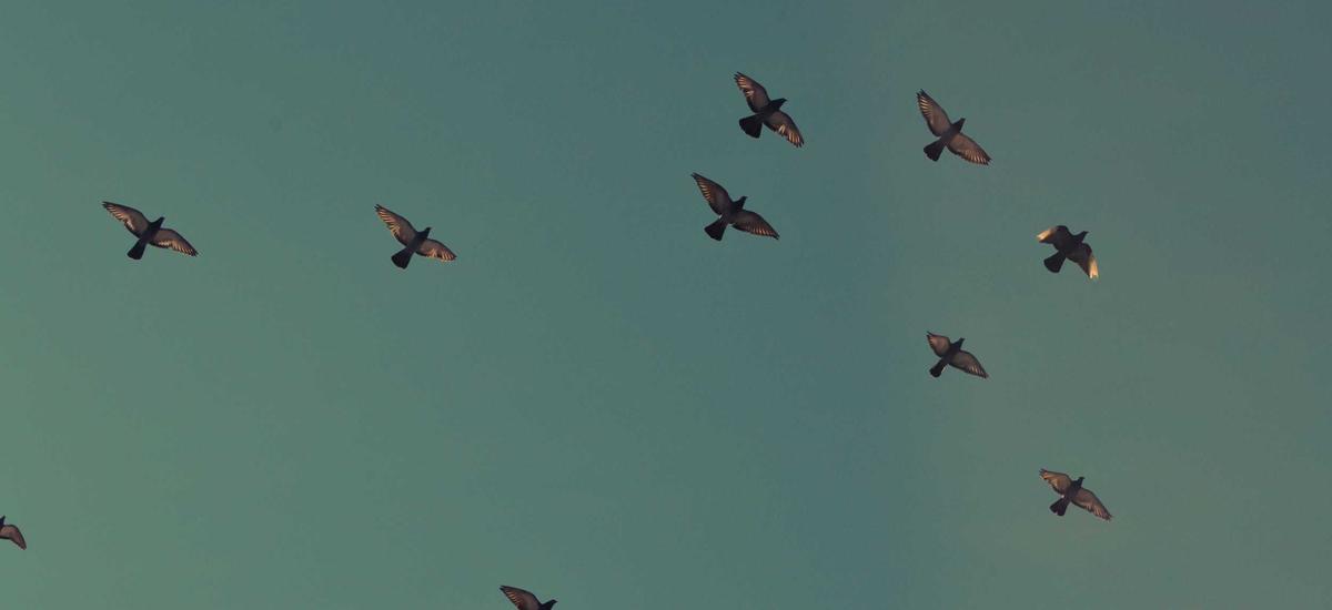 Giao diện bento grid hiện đại