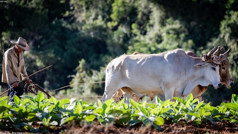 Lá xì gà tươi ngon được bảo quản đúng cách
