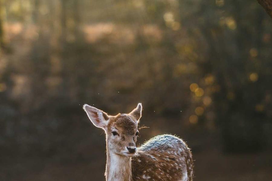 Lab Grown Emerald Collection 2026